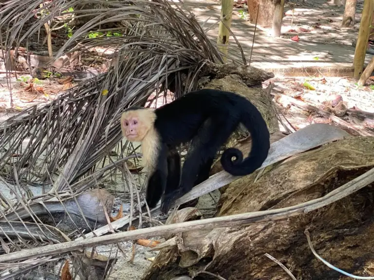 Animal Park
