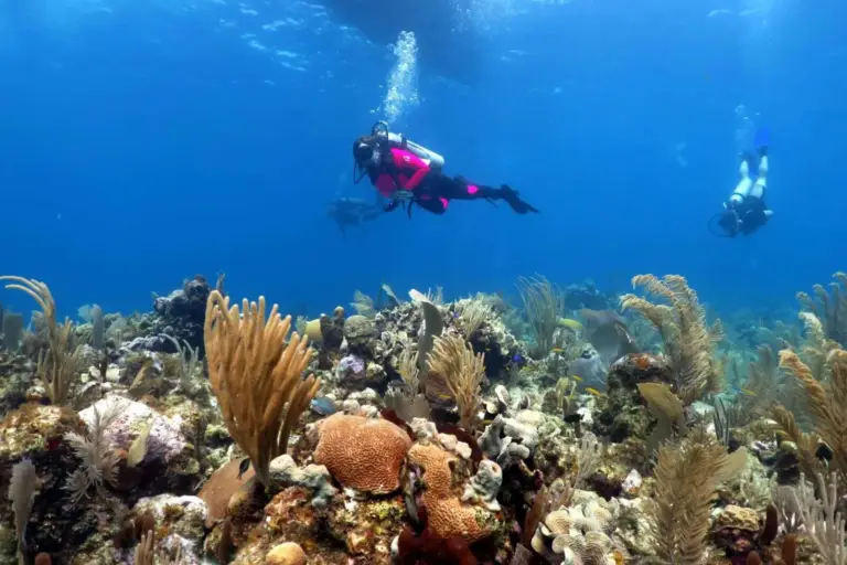 Utila reef